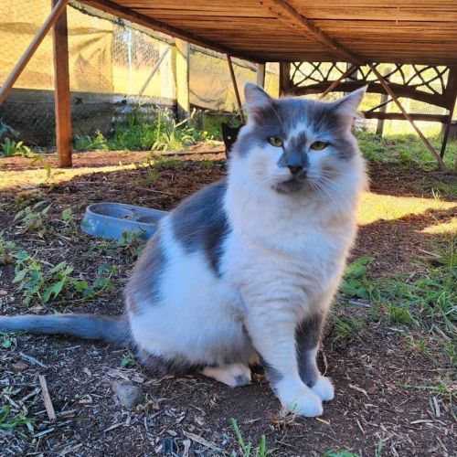 Bolt - Domestic Medium Hair (DMH) Cat