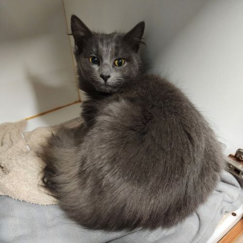 Prawn Dumpling - Domestic Medium Hair (DMH) Cat