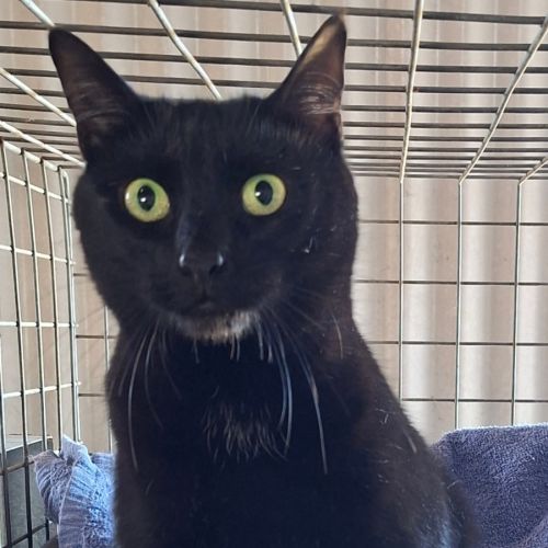 Midnight - Domestic Short Hair (DSH) Cat