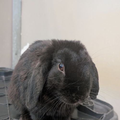 Blackberry - Bunny Rabbit