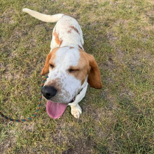 Momo (68835) - Basset Hound Dog