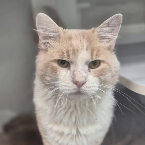 Sir Biscuits  - Domestic Medium Hair Cat