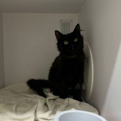 Daffy - Domestic Short Hair Cat