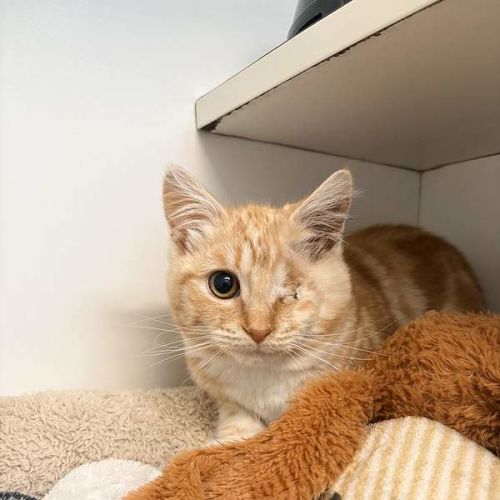 SquirrelFlight - Domestic Short Hair (DSH) Cat