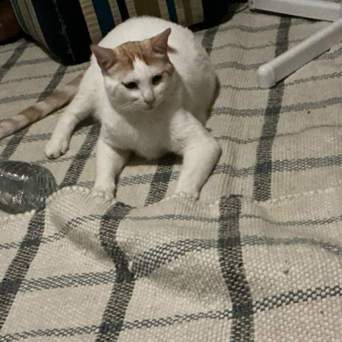 Luvvy - Domestic Short Hair (DSH) Cat