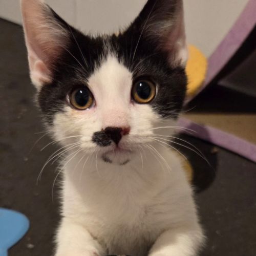 Treble - Domestic Short Hair (DSH) Cat