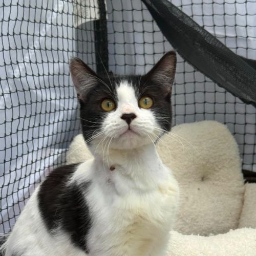Stitch - Domestic Short Hair (DSH) Cat