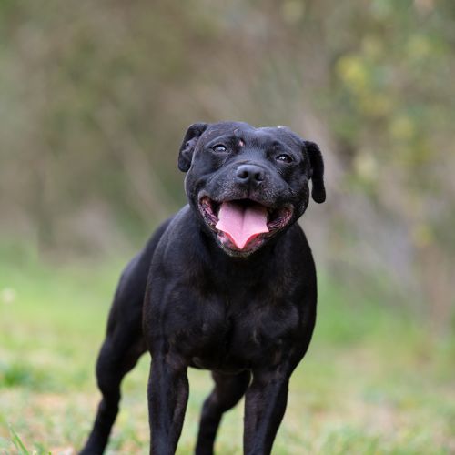 Katara - Staffordshire Bull Terrier Dog