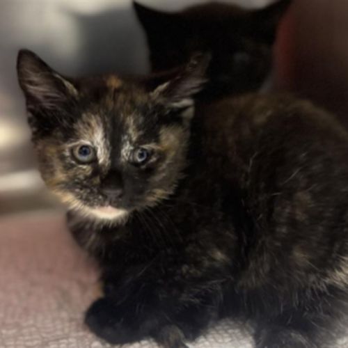 Zoe - Domestic Short Hair (DSH) Cat