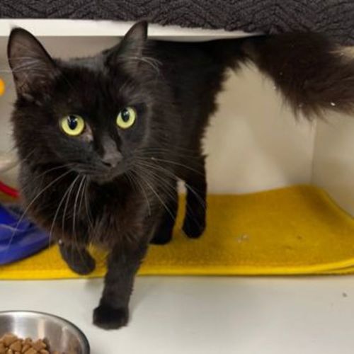 Astrid - Domestic Medium Hair Cat