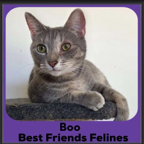 Boo  - Domestic Short Hair (DSH) Cat