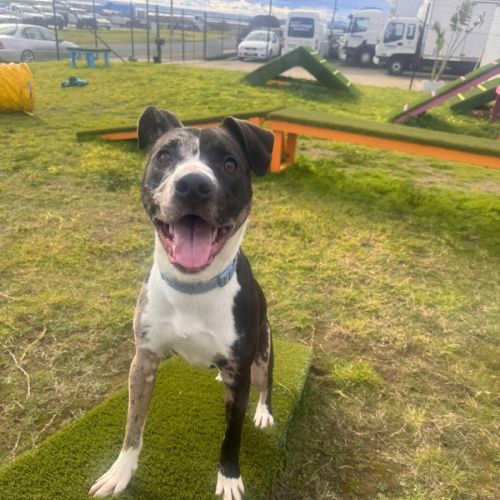 Maggie (65382) - Australian Koolie Dog