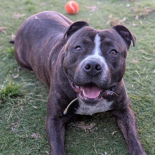 Sugar - American Staffordshire Terrier Dog