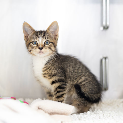 Wasabi - Domestic Short Hair Cat