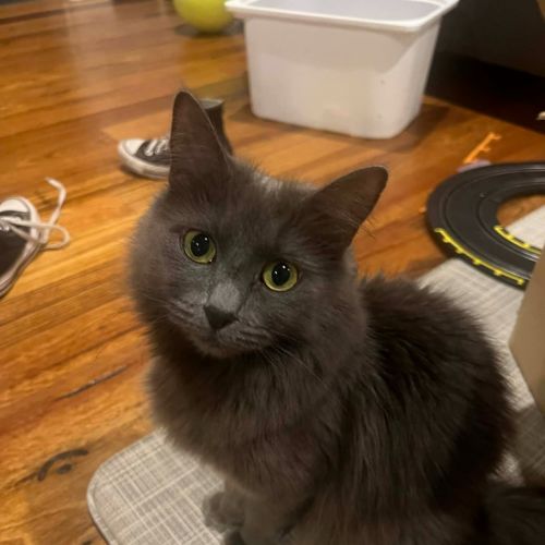 Tree - Domestic Short Hair (DSH) Cat