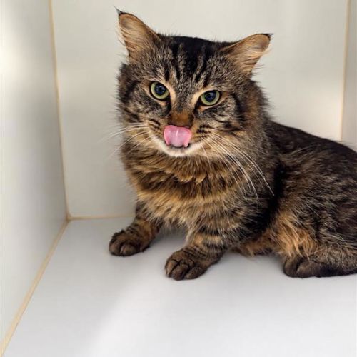 Amos - Domestic Medium Hair Cat