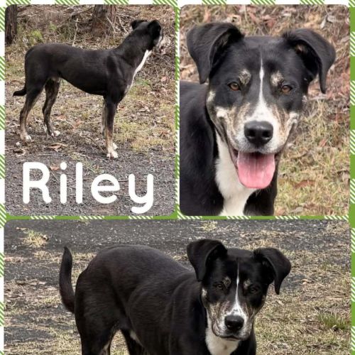Riley - Catahoula Leopard Dog x Australian Kelpie Dog