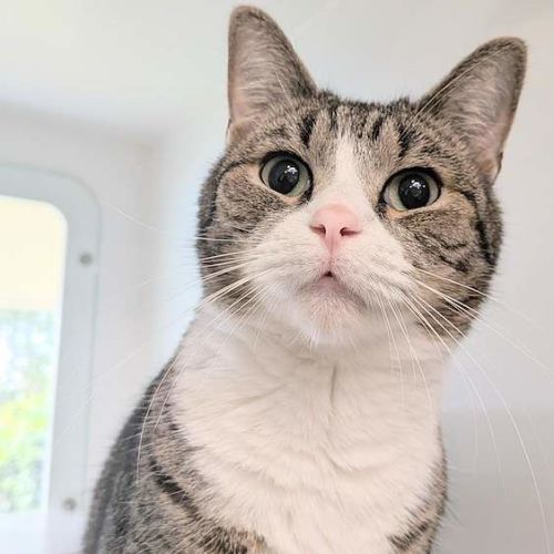 Marble - Domestic Short Hair (DSH) Cat