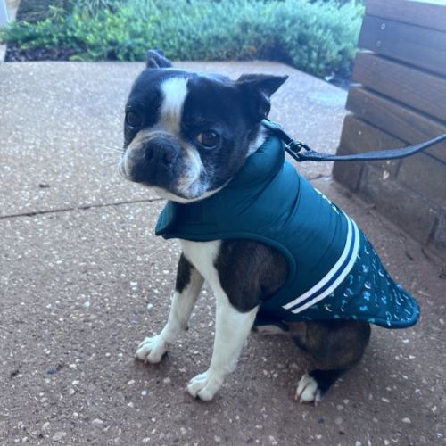 Timmy - Boston Terrier Dog