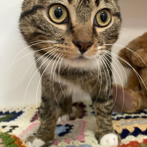 Sid The Sloth - Domestic Short Hair Cat