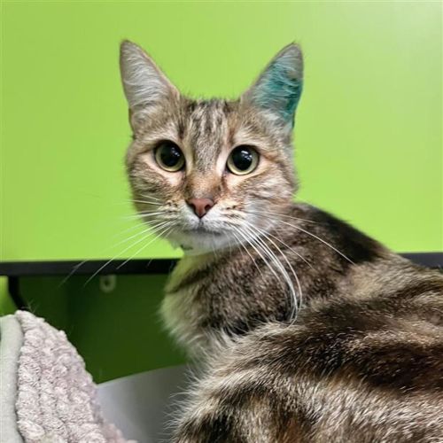 Sweet Pea - Domestic Short Hair Cat