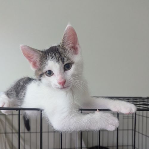 Glyph - Domestic Short Hair (DSH) Cat