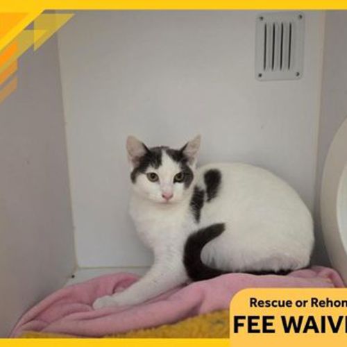 Elle - Domestic Short Hair Cat