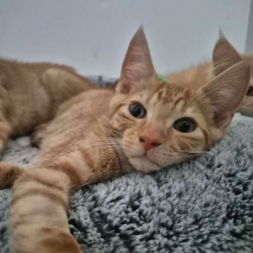 Topaz - Domestic Short Hair (DSH) Cat