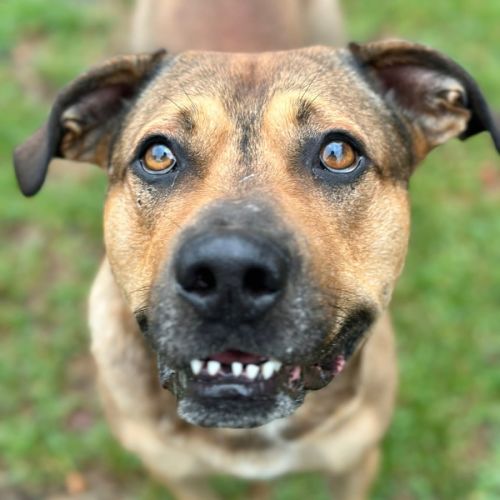 Benji - American Staffordshire Terrier Dog