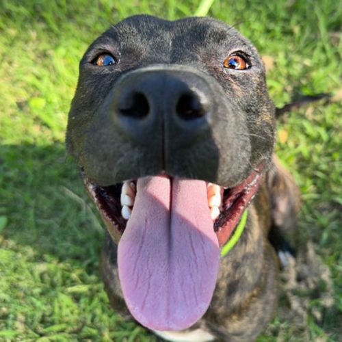 Metro - Staffordshire Bull Terrier Dog