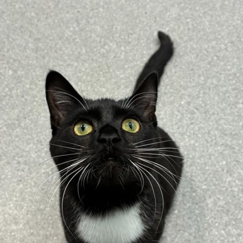 Chloe - Domestic Short Hair (DSH) Cat