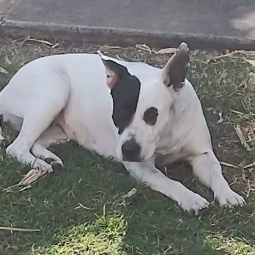 Buttercup - Staffordshire Bull Terrier Dog
