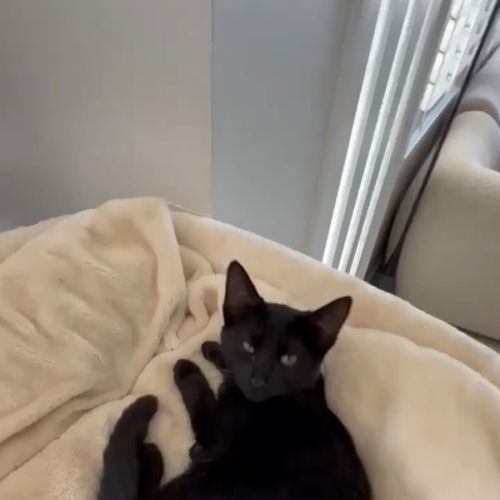 Acacia - Domestic Short Hair (DSH) Cat