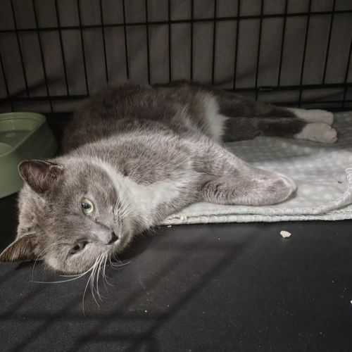 Linda - Domestic Short Hair (DSH) Cat