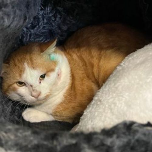 Campion - Domestic Short Hair Cat