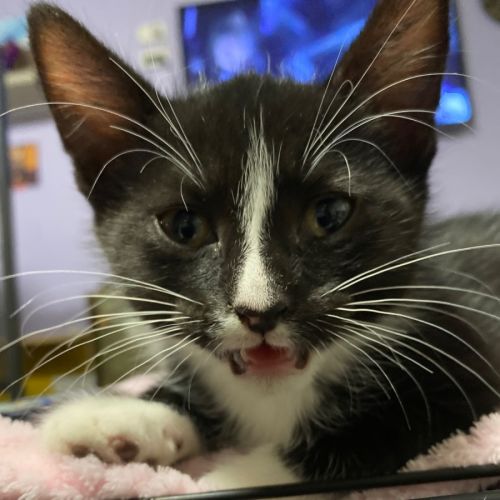 Everest  - Domestic Short Hair (DSH) Cat