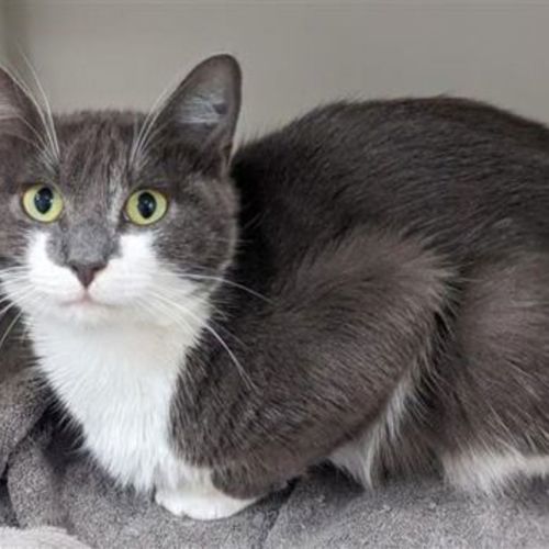 Chardonnay - Domestic Short Hair Cat