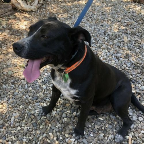 Zoe - Staffordshire Bull Terrier Dog