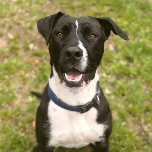 Daphne - Staffordshire Bull Terrier x Irish Wolfhound Dog