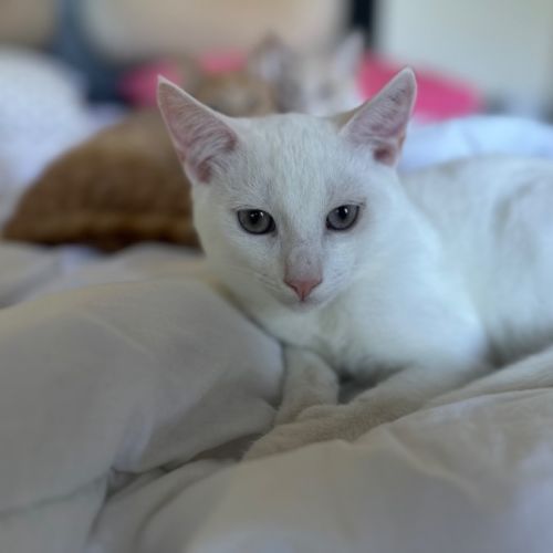 The whities!  - Domestic Short Hair (DSH) Cat