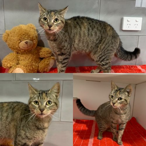 Nadine - Domestic Short Hair (DSH) Cat