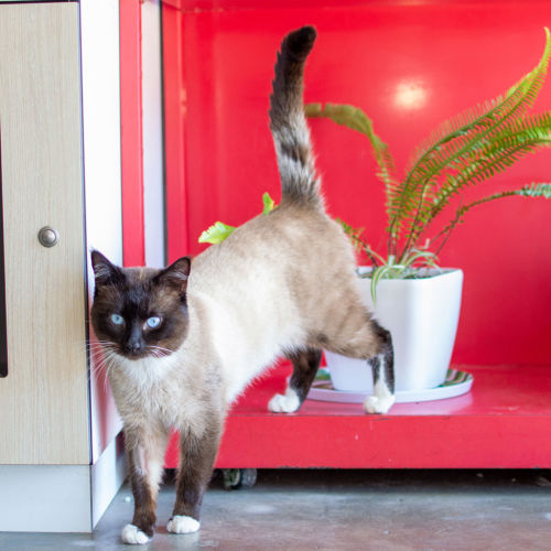 Basil - Domestic Short Hair x Siamese Cat