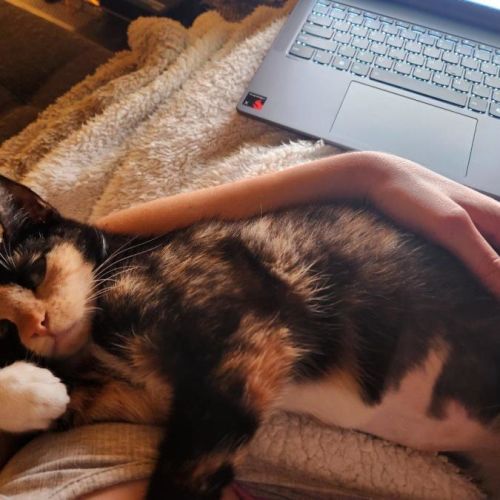 Eva Xenos - Domestic Short Hair Cat