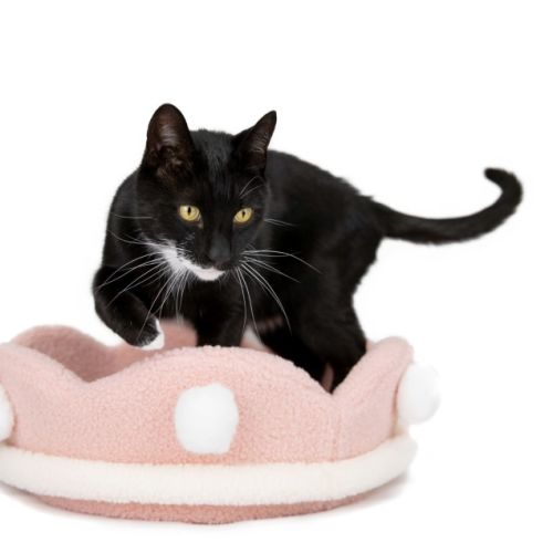 Ragu - Domestic Short Hair (DSH) Cat