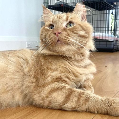 Ginger Boy - Domestic Medium Hair (DMH) Cat