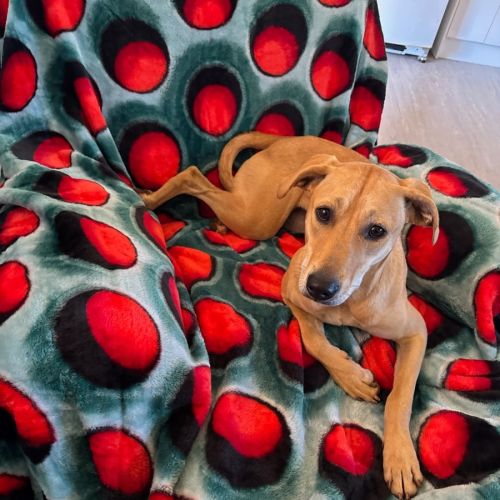 Daphne - Mixed breed Dog