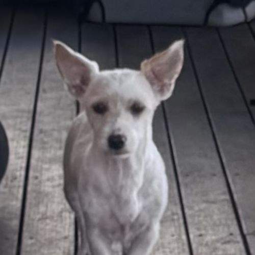 Wiley - Australian Terrier Dog