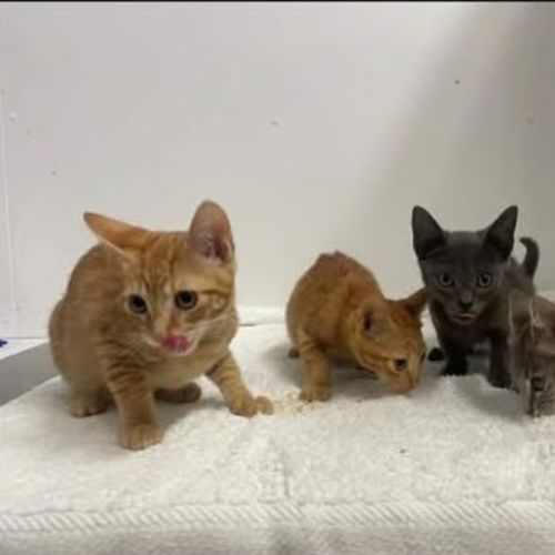 Ron - Domestic Short Hair (DSH) Cat