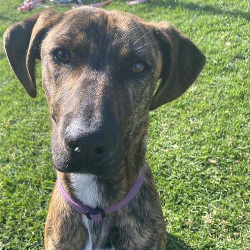 Tiger - Great Dane Dog