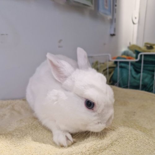 Triton  - Netherland Dwarf Rabbit